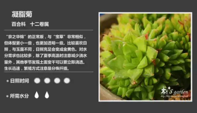 十二卷多肉植物怎么养,十二卷多肉如何养根