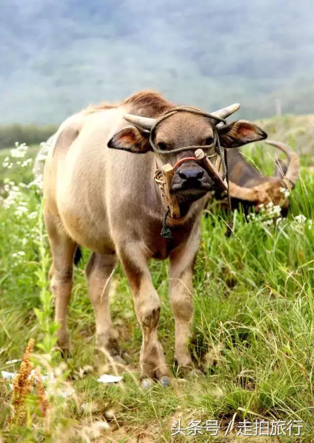 滁州有哪些地方可以下班去逛逛,滁州十大必去景点推荐