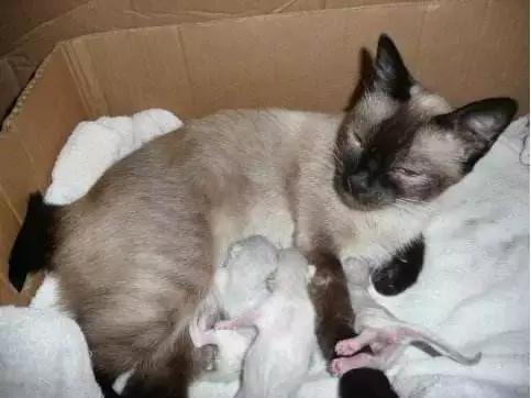 猫咪怀孕生产及产后护理