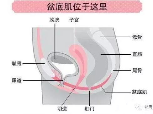 盆底肌肉松弛电刺激有效吗,盆底肌肉松弛漏尿吃什么药