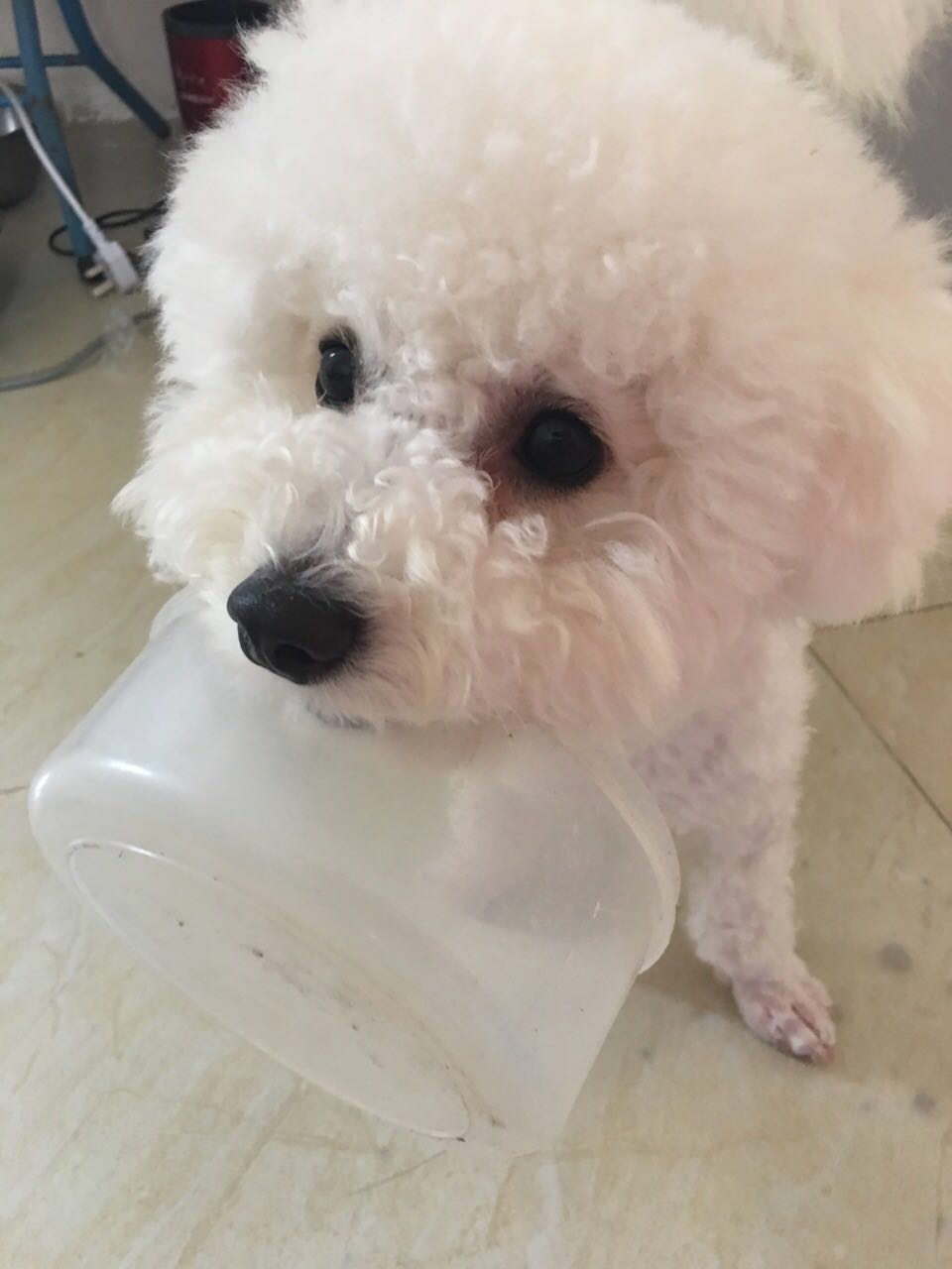 成年比熊家庭自制狗粮怎么做,自制比熊狗粮方法