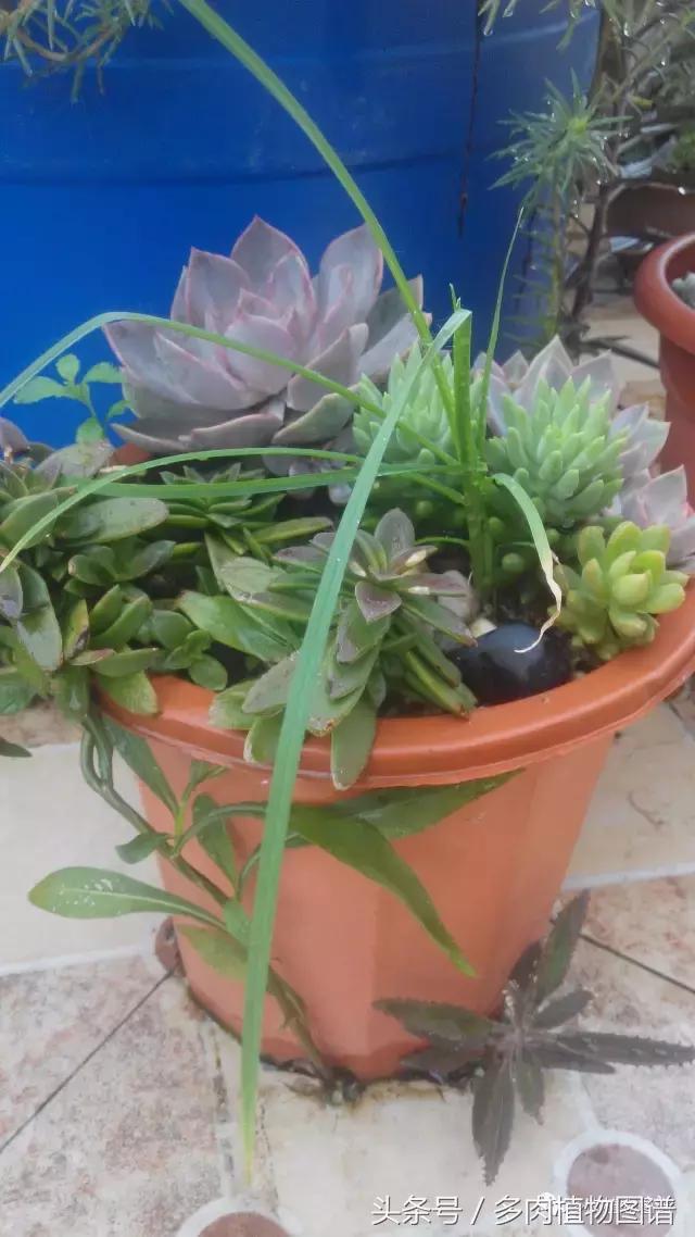 离家一个月20天,离家一个月养猪