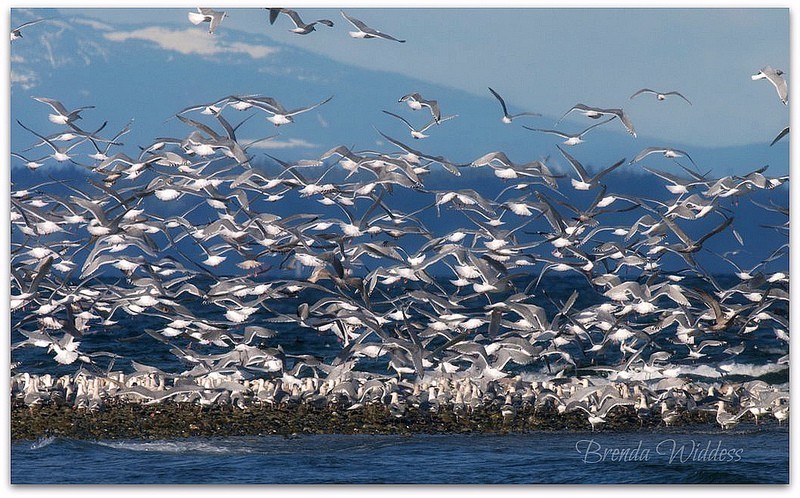 这个暑假来加拿大，有什么freestyle的新玩法？