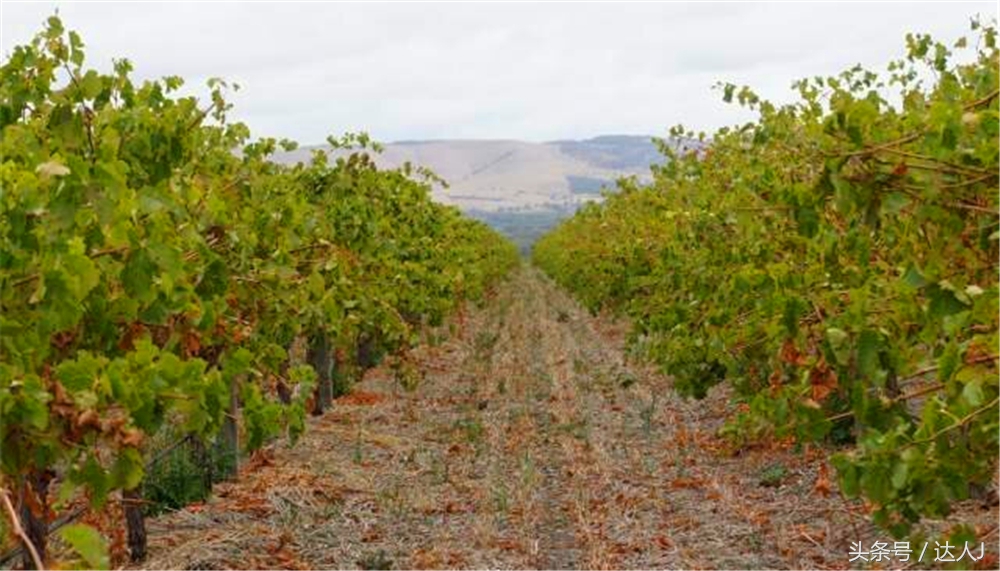 澳洲阿德莱德vs悉尼fc,阿德莱德对澳洲悉尼