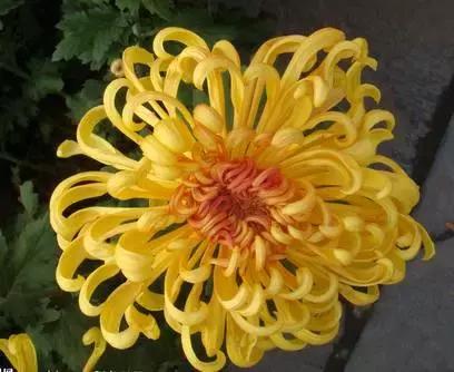 黑眼圈眼袋浮肿怎么回事,黑眼圈重卧蚕大肿眼泡什么原因