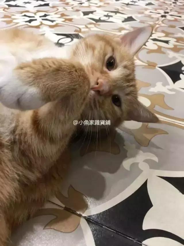 萌出血!九江这几家的撸猫店喊你来撸猫啦!美食与猫兼得!