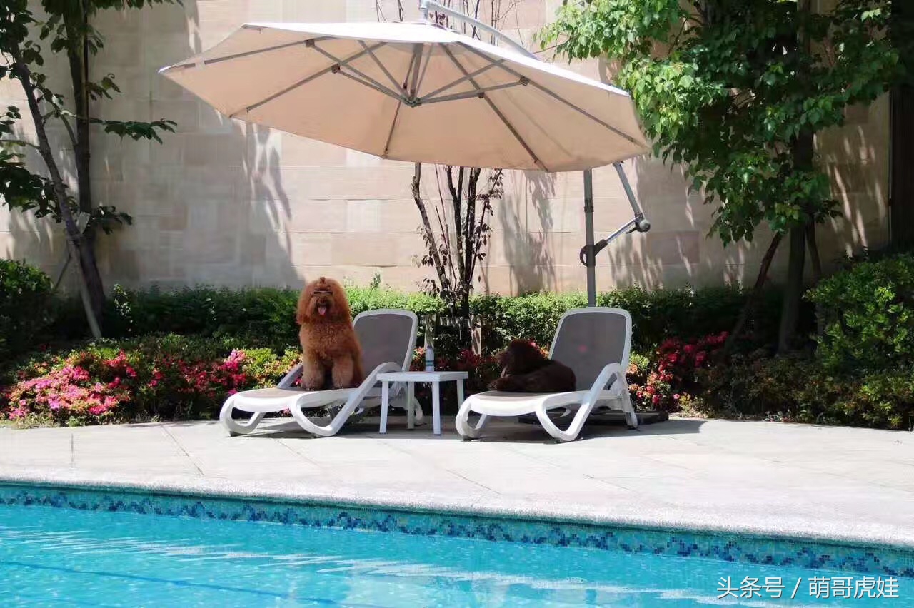 巨型贵宾站起来走路像个小公主,巨型贵宾走路视频