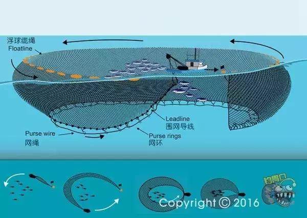 金枪鱼一般吃什么,金枪鱼要怎么吃才好吃
