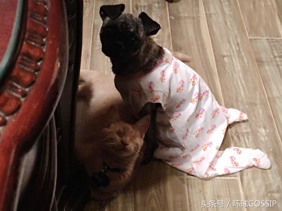 橘猫和吉娃娃谁厉害,橘猫和吉娃娃打架