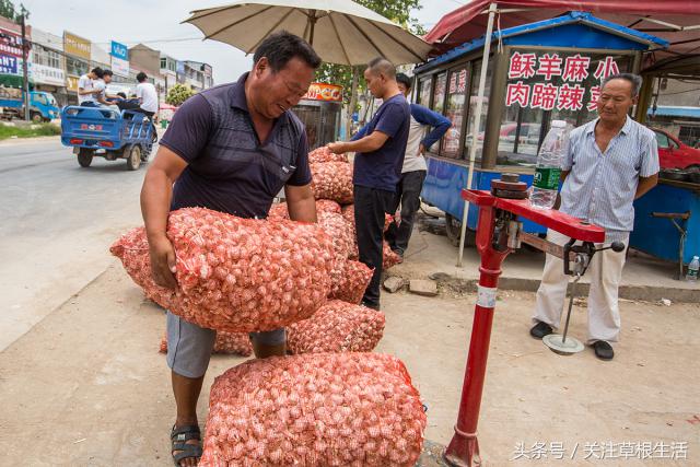 在农村收购大蒜卖给金乡冷库,农村商贩收购大蒜