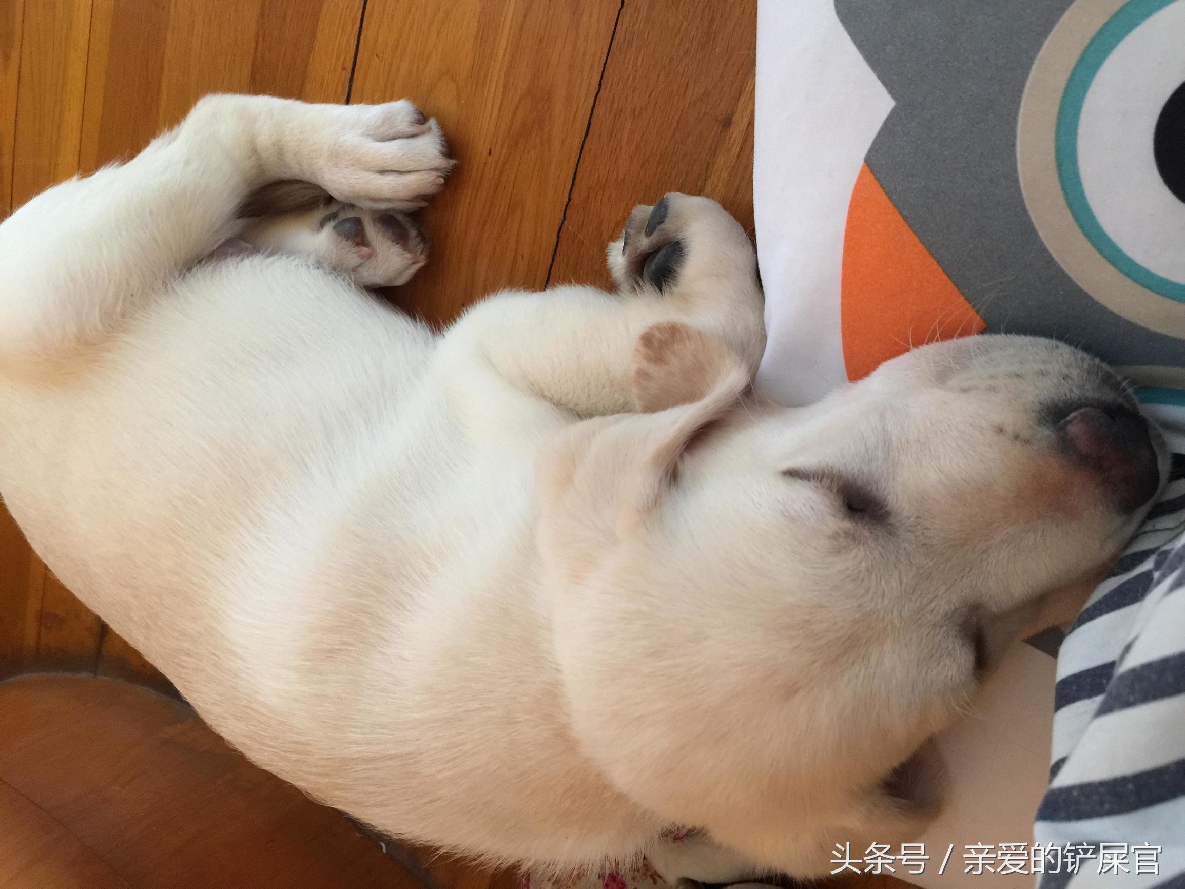 狗狗突然口水粘稠,狗狗突然口水多是怎么回事