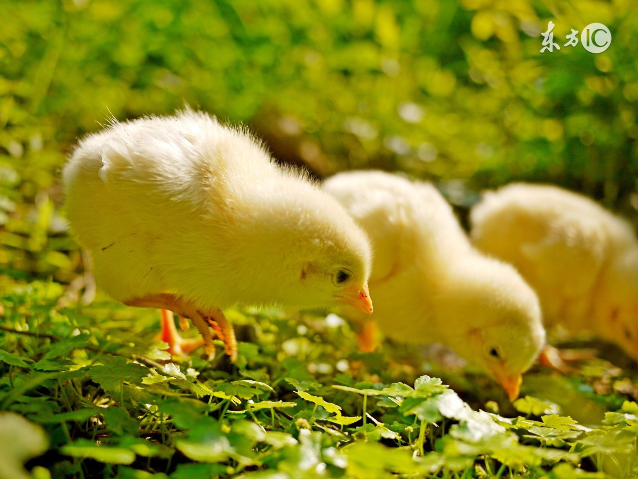 孕妇怀孕十月的食谱,孕妇营养食谱长胎不长肉