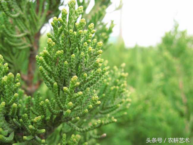 农村中草药图谱102种,农村中草药图谱全集