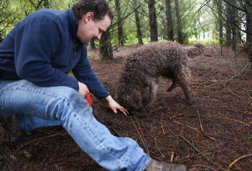 知宠是什么,知宠