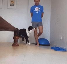 边牧是不是最聪明的狗,与边牧一样聪明的土狗