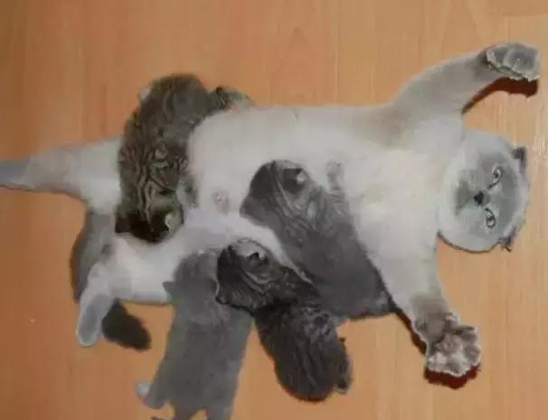 猫咪怀孕生产及产后护理