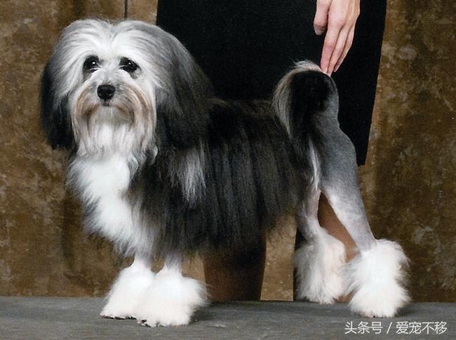 世界上最贵的狗狗排行榜前十名,世界上最贵的五种狗狗盘点