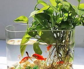 水养绿萝可以放金鱼需要喂食吗,金鱼和绿萝一起养会影响水质吗