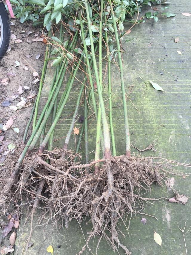 香樟树的育苗法,香樟育苗技术