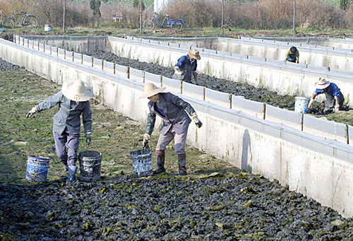 养殖蚂蟥有什么风险,变害为利造福人民