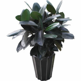 橡皮树绿植养殖方法,家庭绿植橡皮树日常护理小技巧