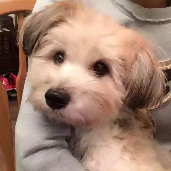 上海嘉定哪里有免费领养狗,瑶海区附近最近的宠物领养