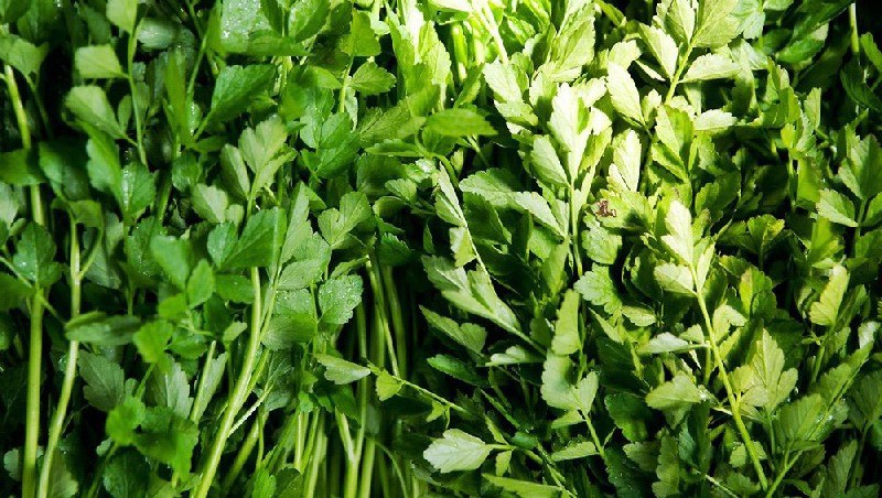 常见野菜吃法做法大全,常见野菜种类吃法