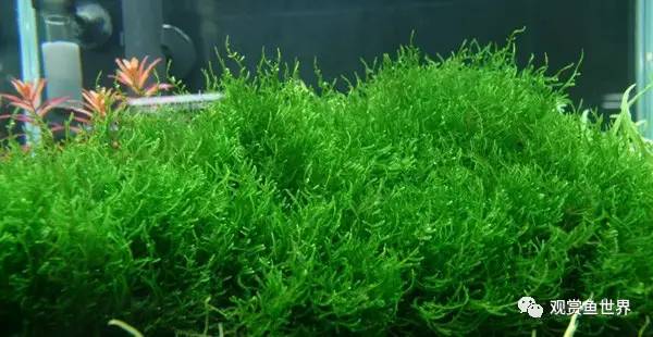 莫斯水草黑褐色,粉色莫丝水草
