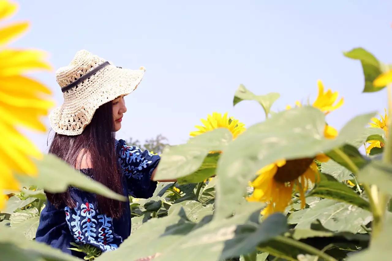 实拍鲅鱼圈“金色海洋”！和你的Ta来场“沉默”的邂逅……