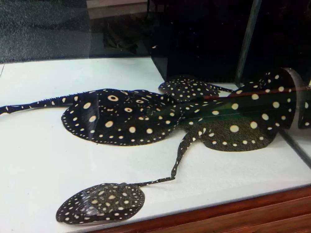 2米龙魟虎缸，23天开缸全记录