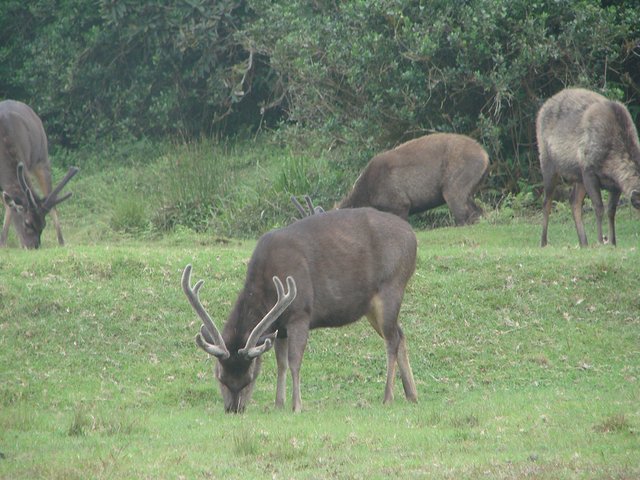 在斯里兰卡旅游必做的10件事,在斯里兰卡的难忘旅行经历