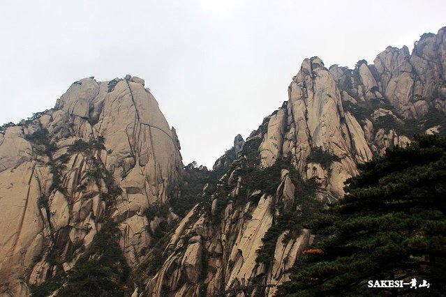 金毛萨克斯,金毛挑战全部视频