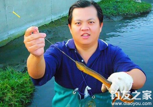 钓大黄鳝10斤以上视频,钓黄鳝的技巧钩头朝下还是平放