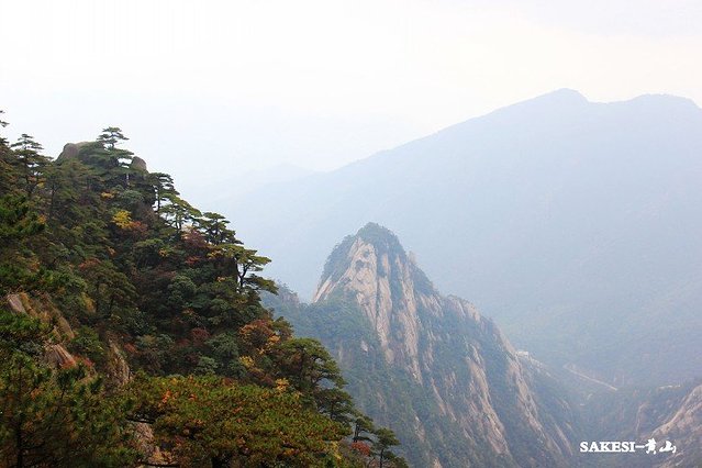 金毛萨克斯,金毛挑战全部视频