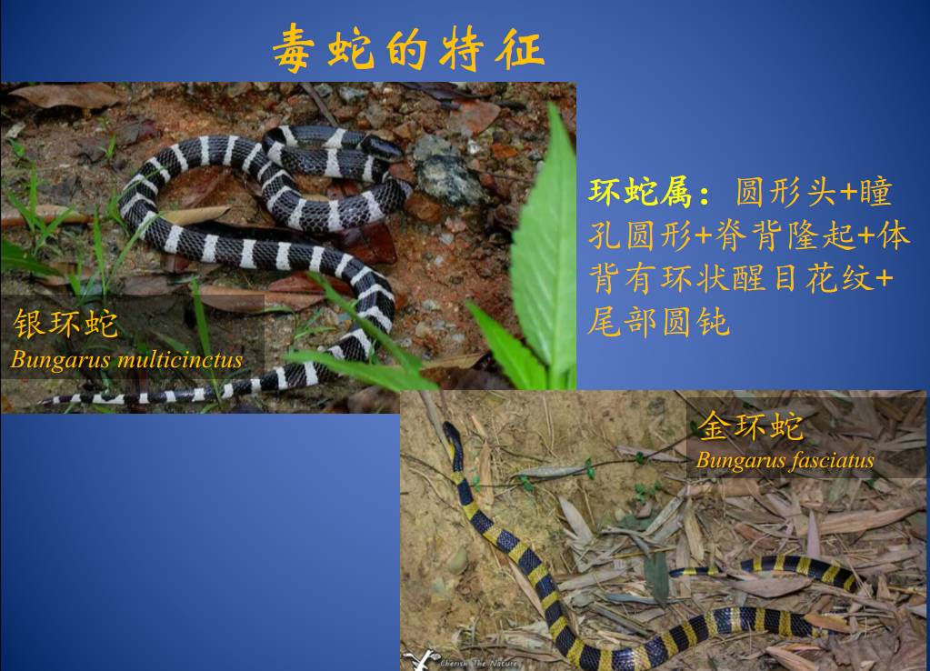 原来，这些救治毒蛇咬伤的方法都不靠谱