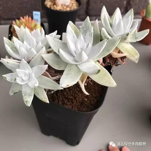 日本第二届多肉特卖会