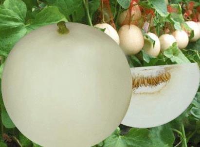 吃香瓜有什么好处和坏处视频,吃香瓜的好处和功效与作用中医