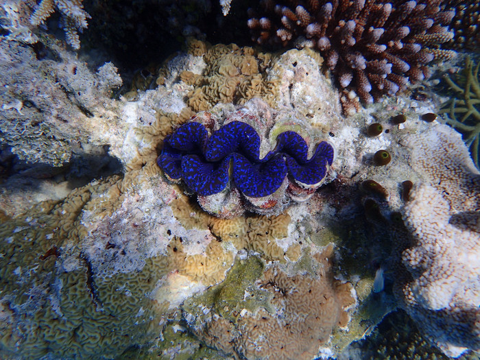 马尔代夫哈库拉岛好不好,马尔代夫哈库拉岛6日自助游