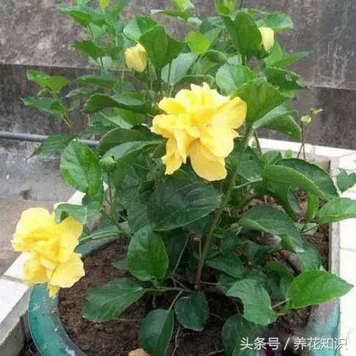 水养一年四季不黄叶的植物,水里加点什么花养得好