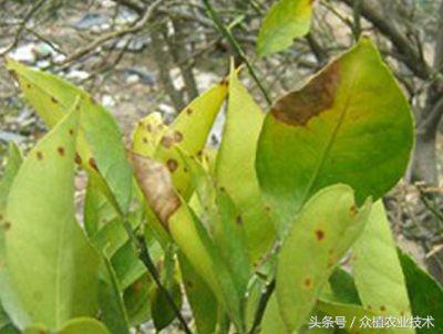 沙糖桔黄龙病防治,沙糖桔黄龙病治疗方法