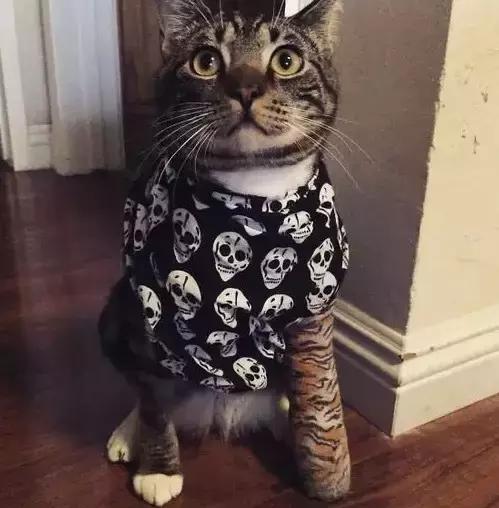 受了伤的狗狗,汪星人受伤真相