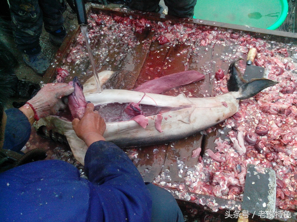 鲨鱼，今天小编教大家做鲨鱼肉这道菜、鲨鱼基本生活习性大概知识
