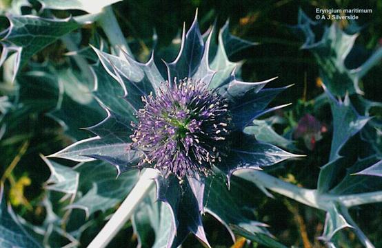 赫莲娜绿瓶,赫莲娜小绿瓶怎样辨真假