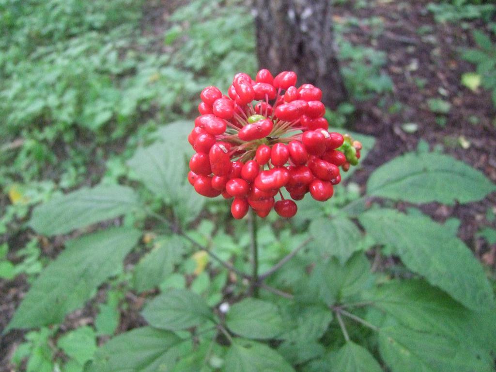 人参最有价值的部位是什么,年份少的人参有价值吗