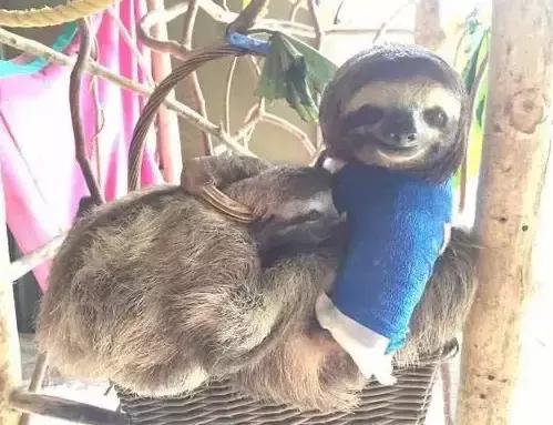 受了伤的狗狗,汪星人受伤真相