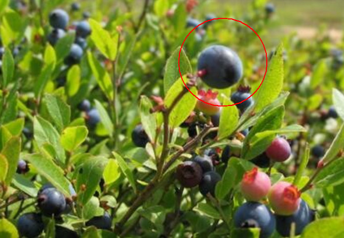 野蓝莓一样的野果有什么功效,山里野生和蓝莓差不多的野果