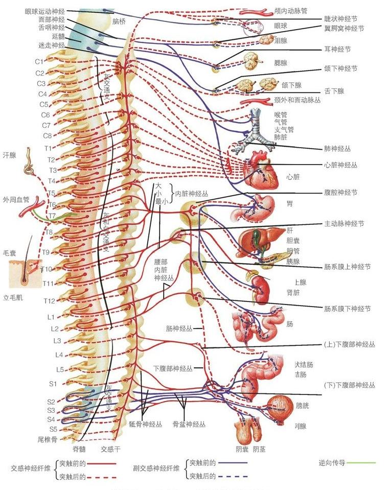 宣武医院肠梗阻,老王摔了一跤断了两根肋骨
