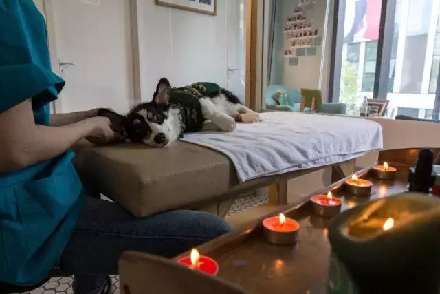 狗生如梦｜ONE实验室