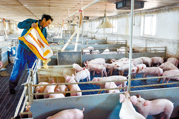 猪光吃不长肉正确方法,喂了半年的猪光吃不长是怎么回事