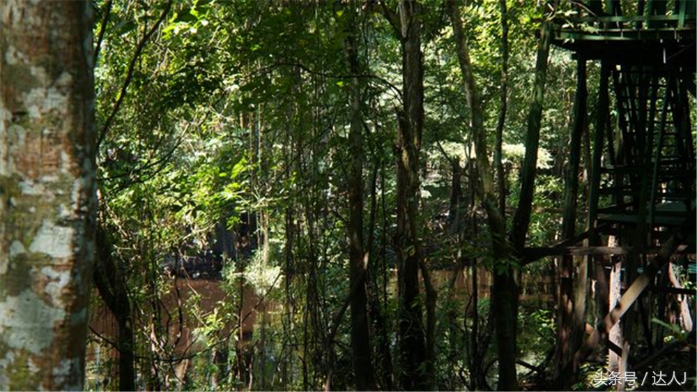 从亚马逊雨林到安纳托,最靠近亚马逊丛林的城市